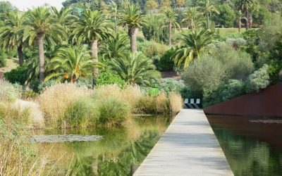 Visites al Jardí Botànic de Barcelona. La flora de tota la Mediterrània.