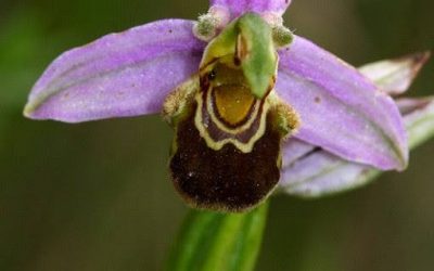 SORTIDA ORQUIDIOLÒGICA