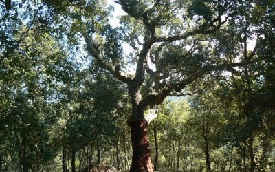 EXCURSIÓ BOTÀNICA-MONTNEGRE-CORREDOR