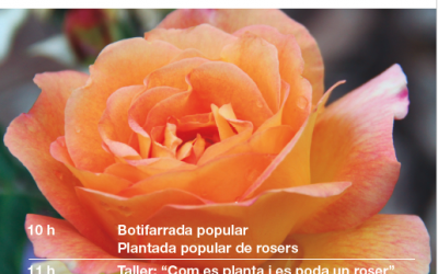 PLANTADA DE ROSERS AL PARC DE TORREBLANCA