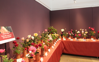 11,12 i 13 de novembre, torna Roses de Tardor